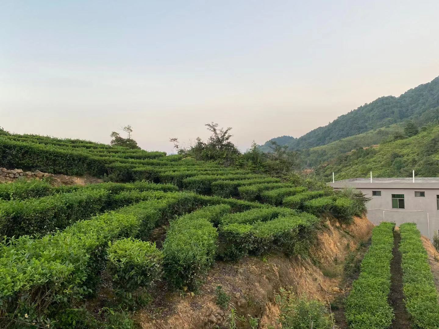 苏区村十字路口绿茶园